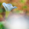 公園で見つけた冬の花１