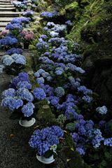 奈良岡寺の紫陽花（アジサイ）