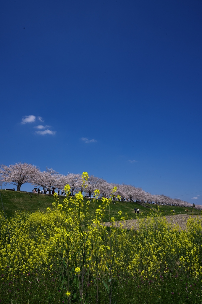 おの桜づつみ回廊の菜の花と