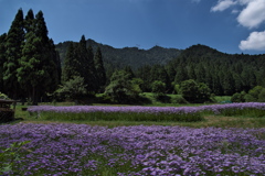 久多の北山友禅菊２