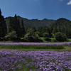 久多の北山友禅菊２