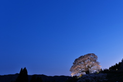 醍醐桜（夜景）