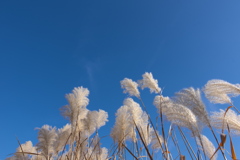 枯尾花（カレオバナ）