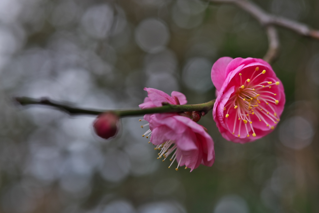 神社の紅梅が開花