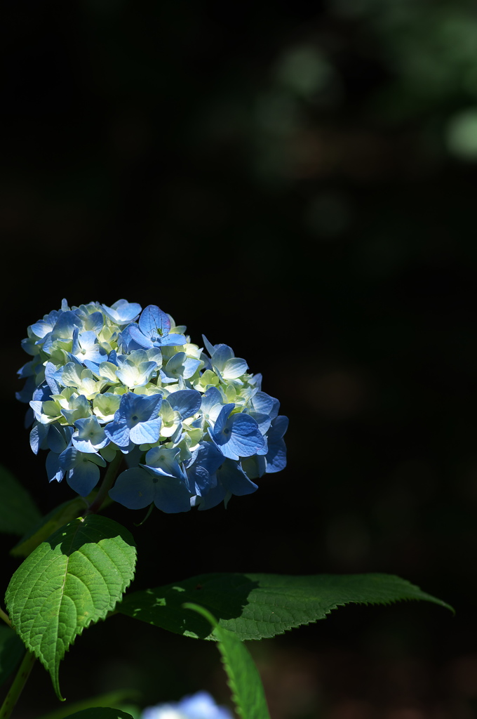 あじさい神苑の紫陽花２