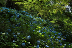 森林植物園２（あじさい坂）