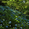 森林植物園２（あじさい坂）