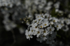 春を運ぶ花々（ユキヤナギ）