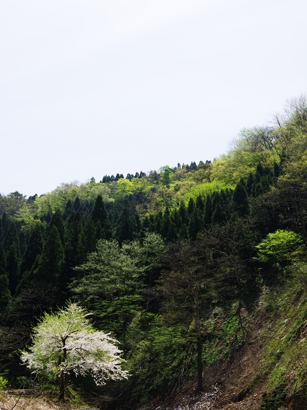 新緑の候２（龍双ケ滝１）