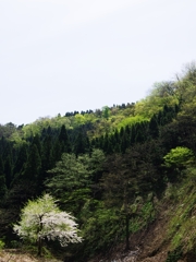 新緑の候２（龍双ケ滝１）