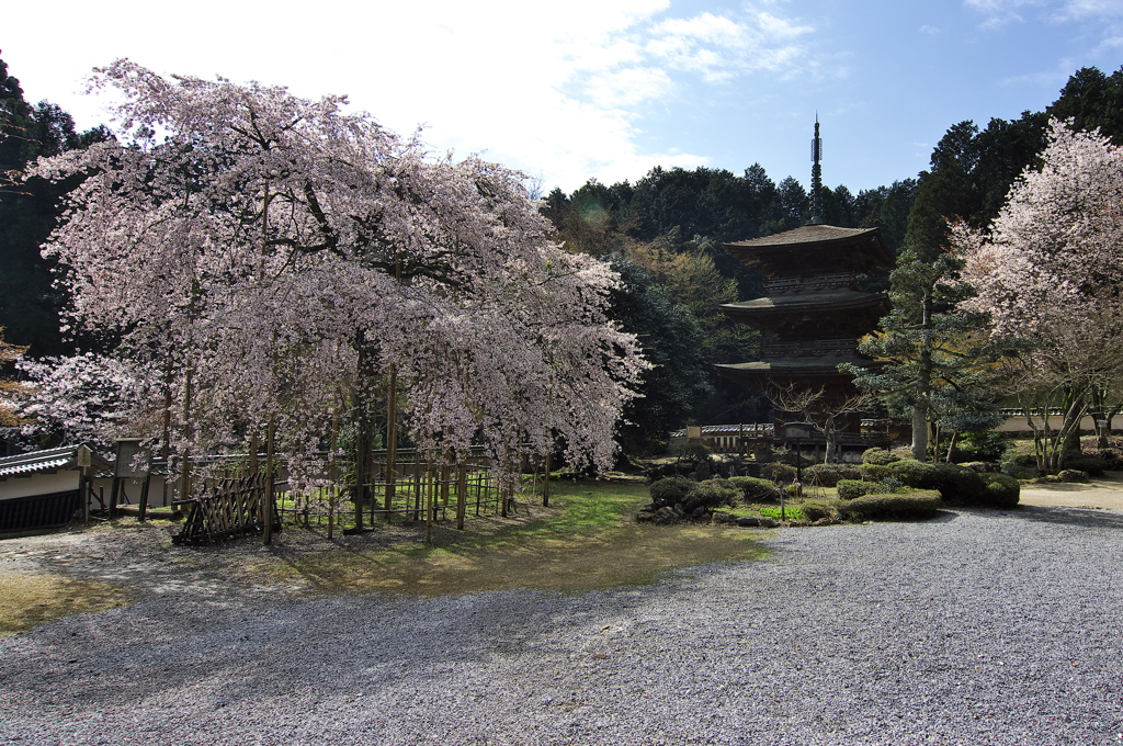 奥琵琶湖桜三昧１（徳源院の道誉桜）