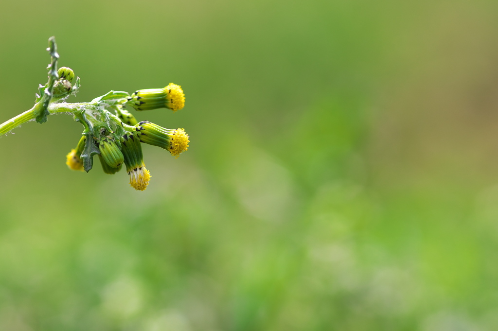 春を運ぶ野草花（ノボロギク）