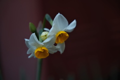 住吉神社の日本水仙２