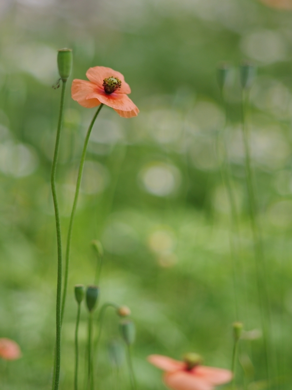 長実雛芥子（ナガミヒナゲシ）１