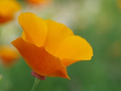 花菱草（ハナビシソウ）