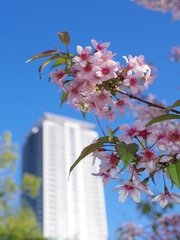 ヒマラヤ桜（晴れの日）