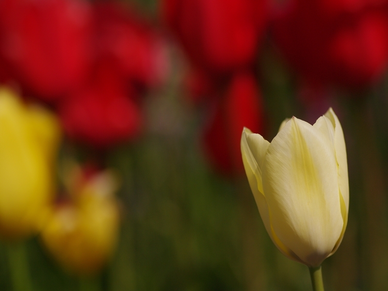 チューリップ１