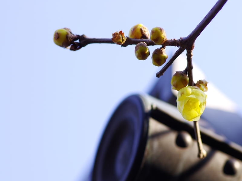 石光寺の蝋梅（ロウバイ）