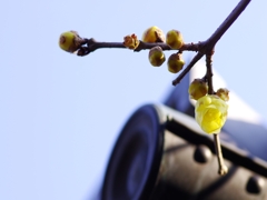 石光寺の蝋梅（ロウバイ）