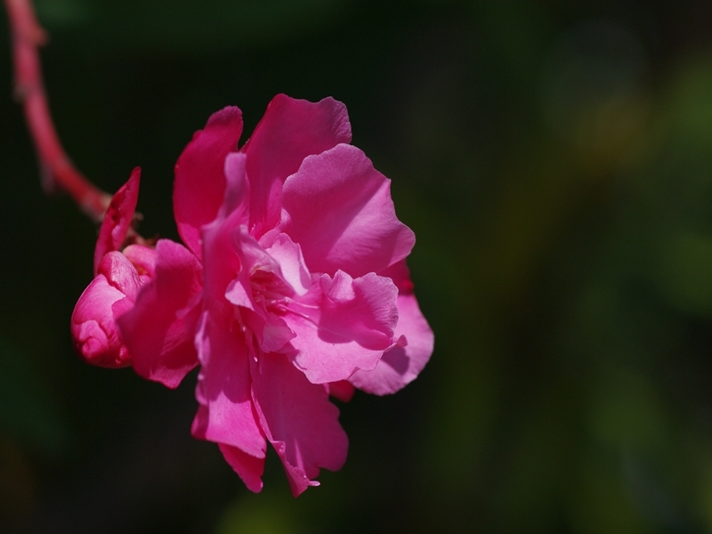 夾竹桃（キョウチクトウ）２