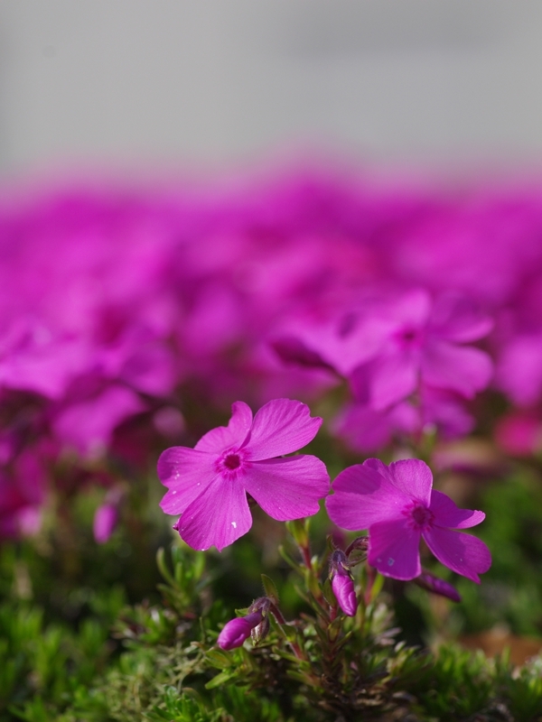 芝桜（シバザクラ）４