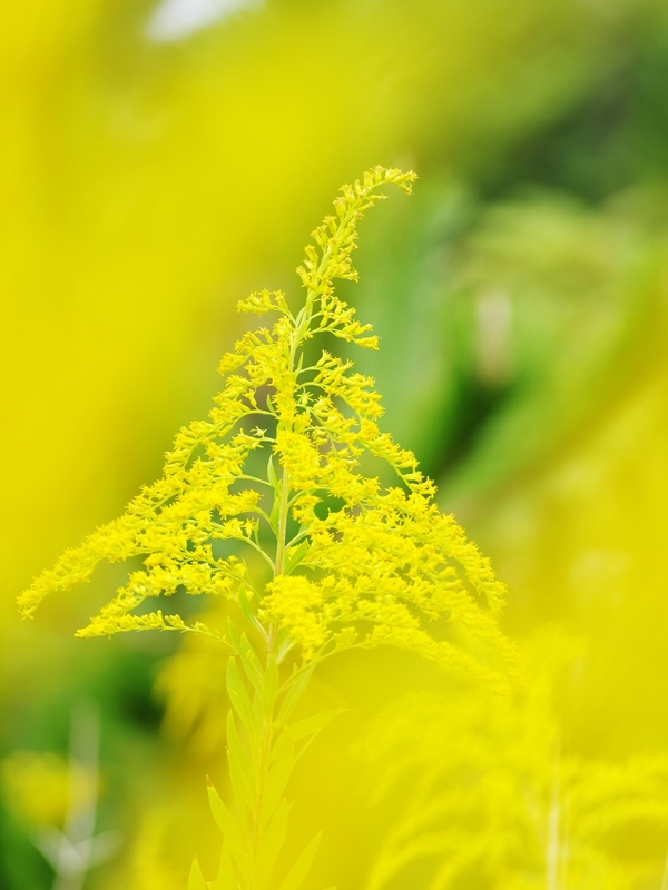 背高泡立草（せいたかあわだちそう）１