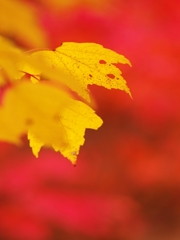 森林植物園の紅葉８