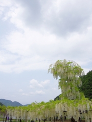 大町藤公園の藤１