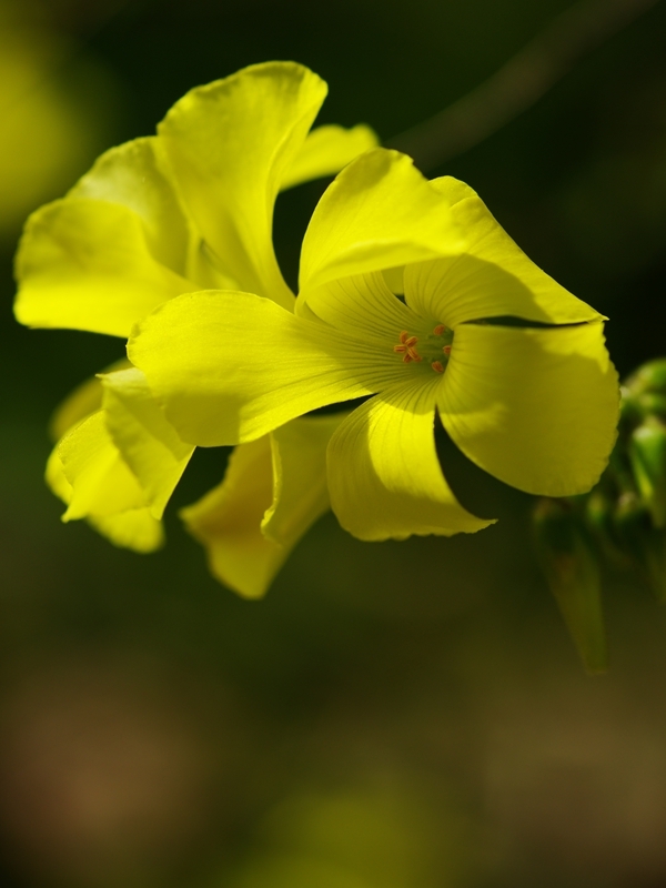 春を告げる花々８（オギザリス）