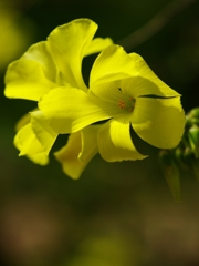 春を告げる花々８（オギザリス）