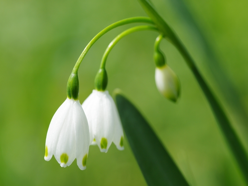 スノーフレーク１