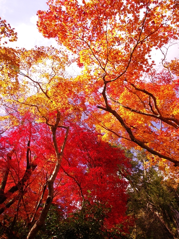 長谷寺の紅葉３