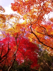 長谷寺の紅葉３