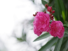 夾竹桃（キョウチクトウ）