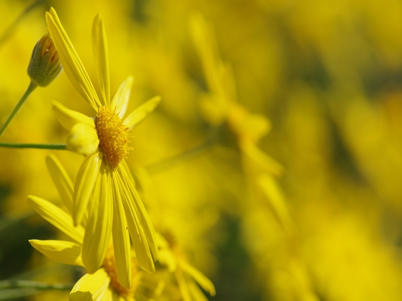 黄色い花（マーガレット・コスモス）