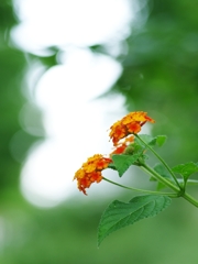 夏の花３３「ランタナ」