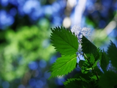 川上村のコアジサイ５