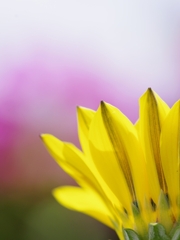 ツツジが背景の黄色の花