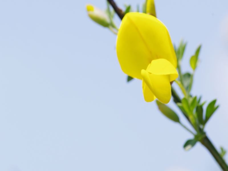 金雀枝（エニシダ）１