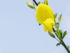 金雀枝（エニシダ）１