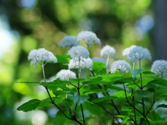 川上村のコアジサイ２