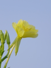 雌待宵草（メマツヨイグサ）