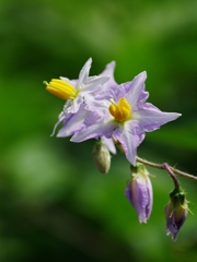 悪茄子（ワルナスビ）５