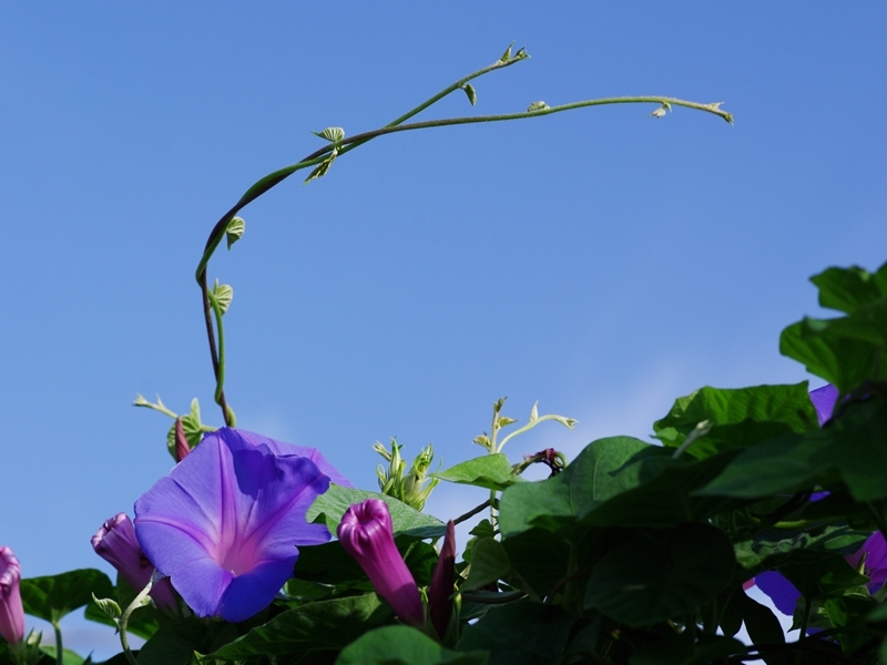 朝顔（アサガオ）３