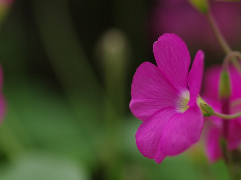 花片喰（ハナカタバミ）