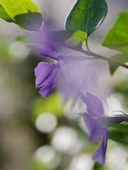 蔓日々草（ツルニチニチソウ）２