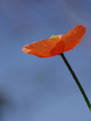 長実雛罌粟（ナガミヒナゲッシ）１６