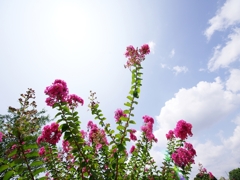 夏の花２６「百日紅（さるすべり）２」