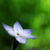 春爛漫５（花韮）