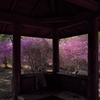 廣田神社の小葉三葉躑躅（コバノミツバツツジ）２